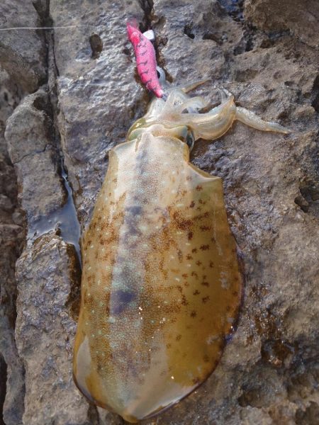 短時間エギングIN対馬