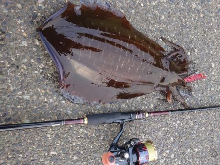 夕方短時間エギングIN対馬