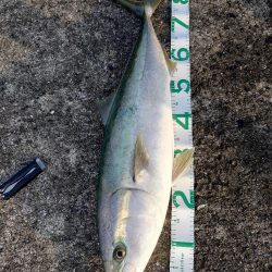 今年初青物＆最高記録＆初タコ