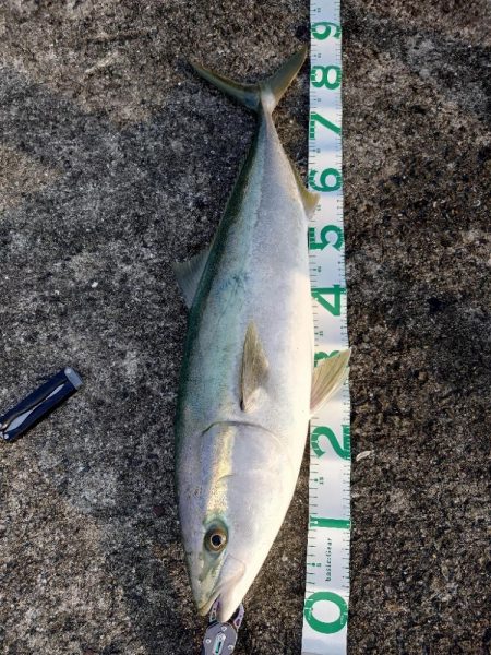 今年初青物&最高記録&初タコ