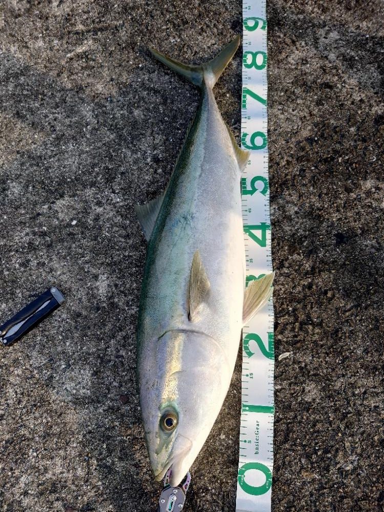 今年初青物&最高記録&初タコ