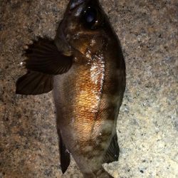 メバルを求めて藤江海岸