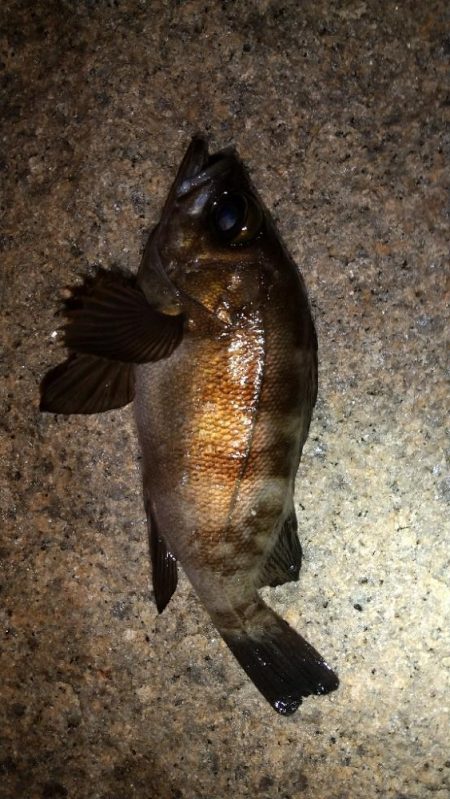 メバルを求めて藤江海岸