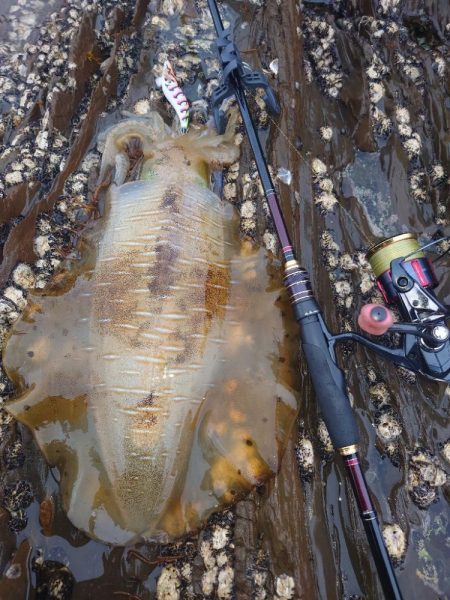 ランガンエギングIN対馬