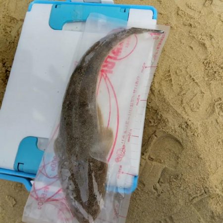 キス釣りにビッグな客人