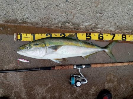 プチsalt water game