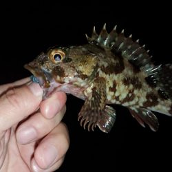 夜な夜な漁港巡り