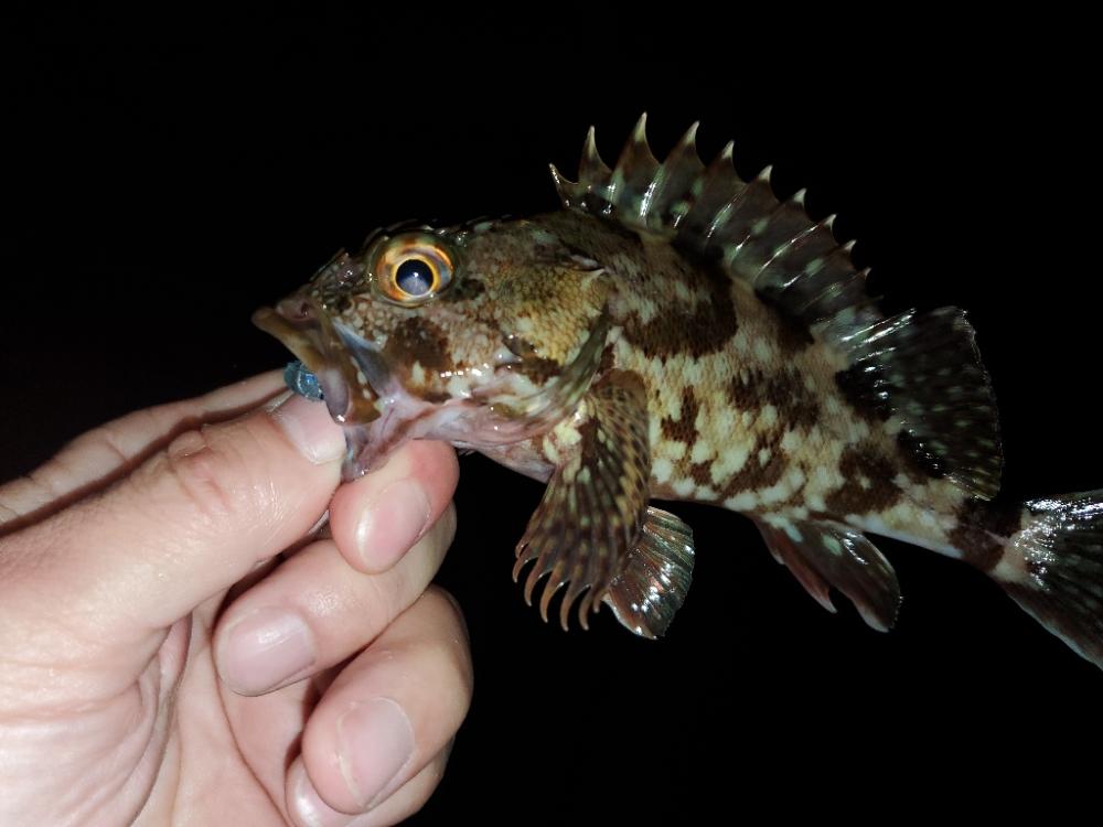 夜な夜な漁港巡り