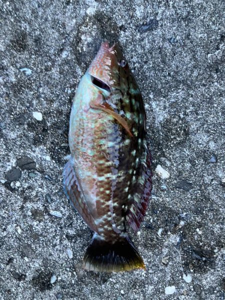 餌取りとの戦い