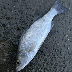 久しぶりならマイクロサイズでも嬉しい!