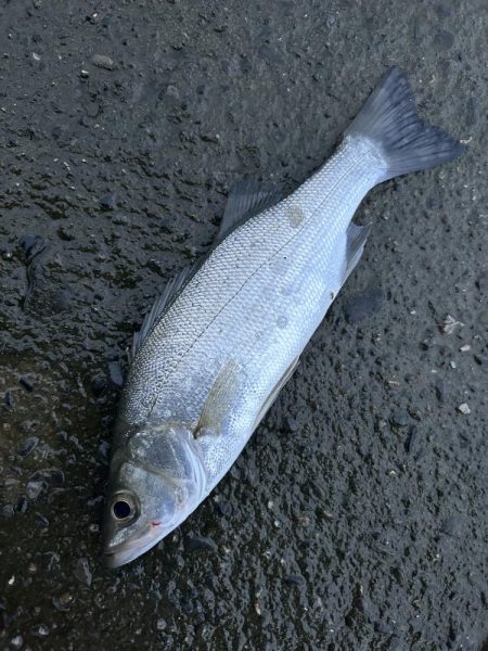 久しぶりならマイクロサイズでも嬉しい！