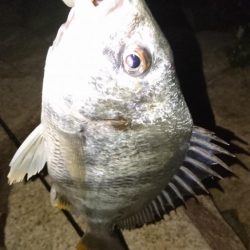 安定のチニング