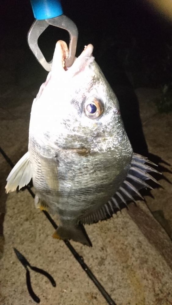 安定のチニング