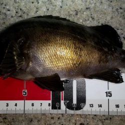 メバルを求めて