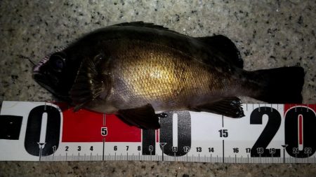 メバルを求めて