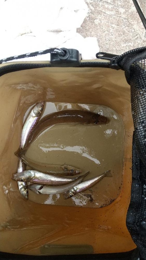 ウロコ付け〜キス