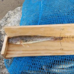 デキハゼ～ベビーホタテトライ