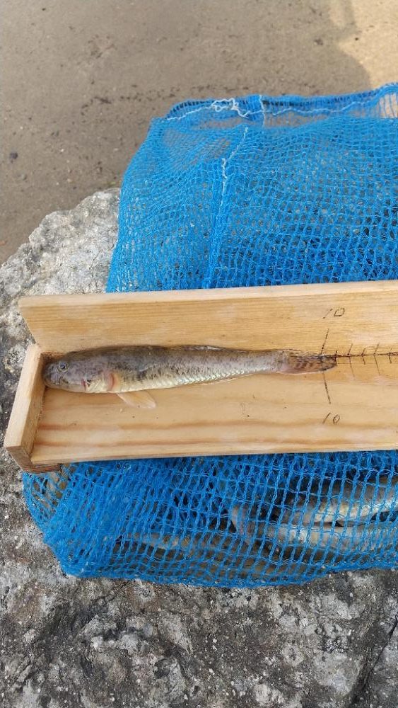 デキハゼ～ベビーホタテトライ