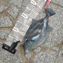 鬼あわせ入れたら…