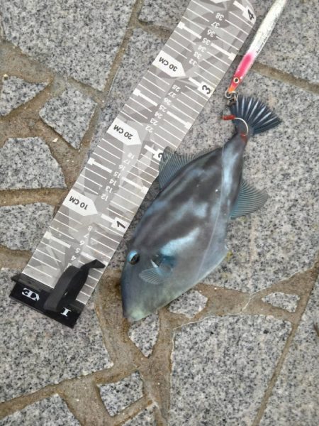 鬼あわせ入れたら…