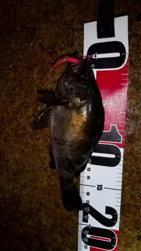 メバルを求めて松江海岸