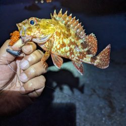陸っぱり釣行記