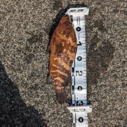 陸っぱり釣行記