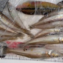 苅屋海岸のキス釣り