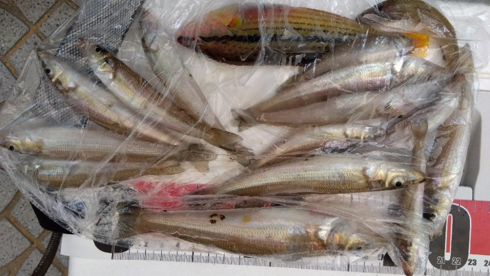 苅屋海岸のキス釣り