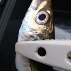 久しぶりの鳥取港釣行