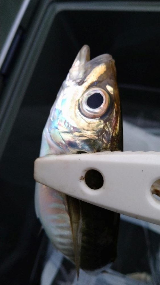 久しぶりの鳥取港釣行