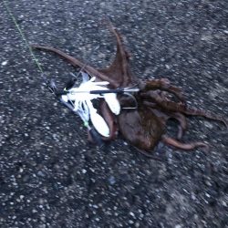 オクトパッシング