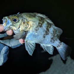 本命3種の欲張り釣行