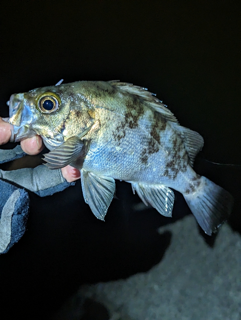 本命3種の欲張り釣行