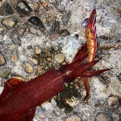 オニオコゼ！ケンサキ（）