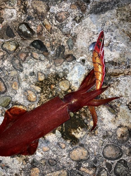 オニオコゼ！ケンサキ（）