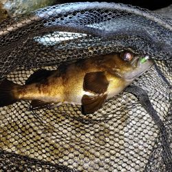 メバリング@りんくう