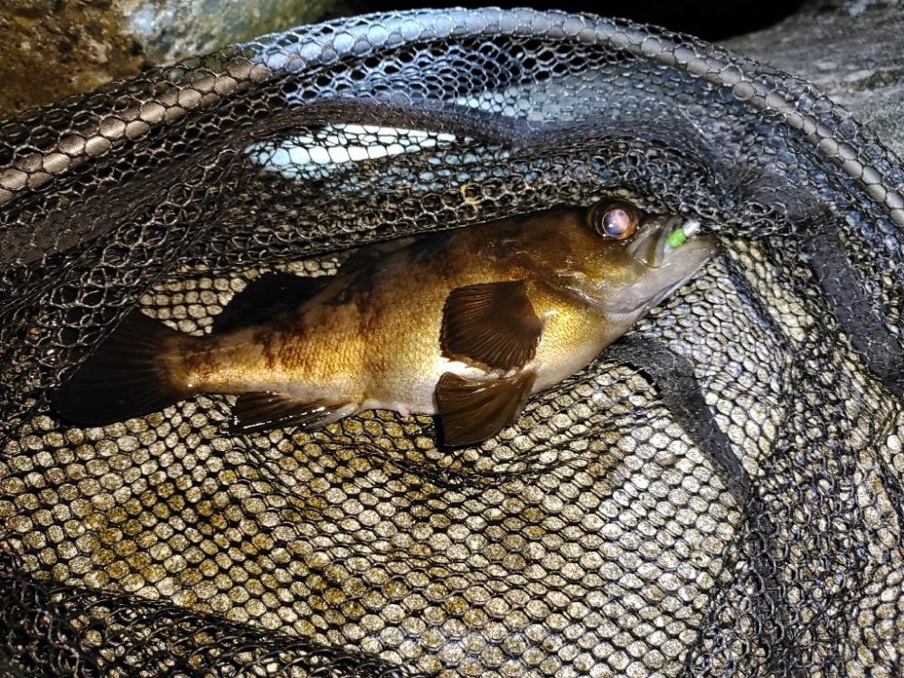 メバリング@りんくう