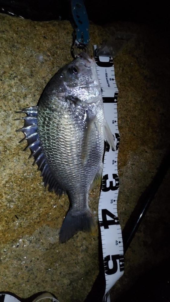 チヌ-ボラのダブルツ抜け