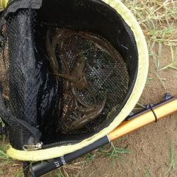 ウロコ付け〜ハゼ