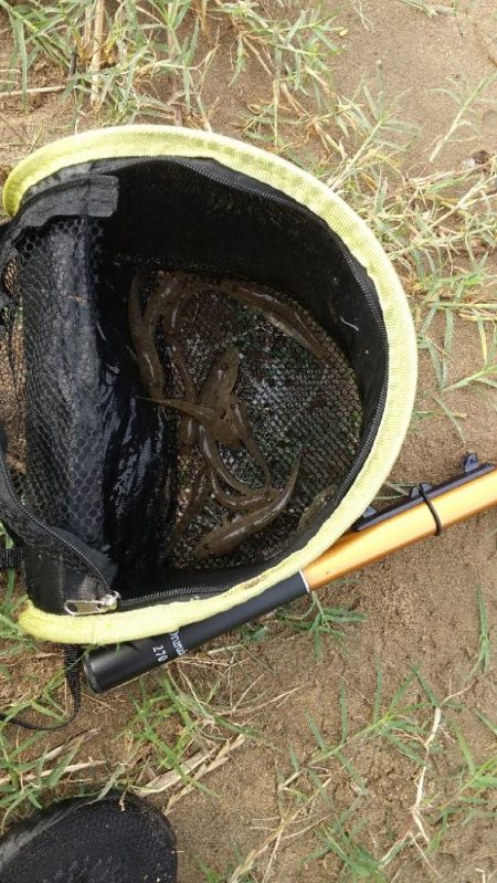 ウロコ付け〜ハゼ