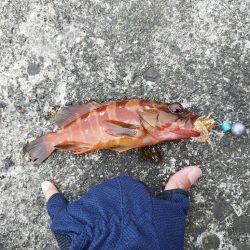 アカハタいたっ！！