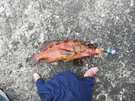 アカハタいたっ！！