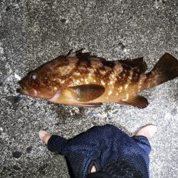 初場所でアコウ