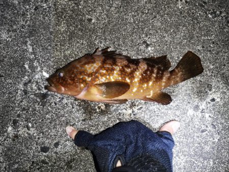 初場所でアコウ