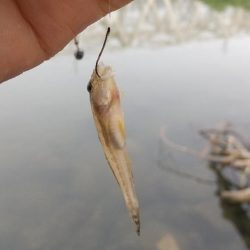 ハゼ釣り〜淀川