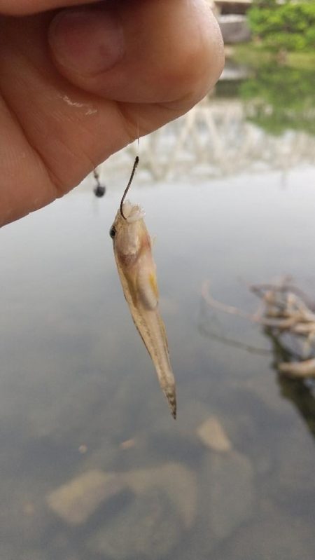 ハゼ釣り〜淀川