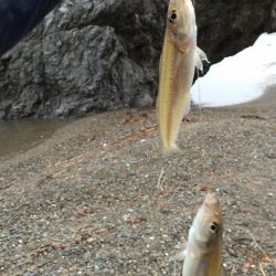 キス釣り〜連投