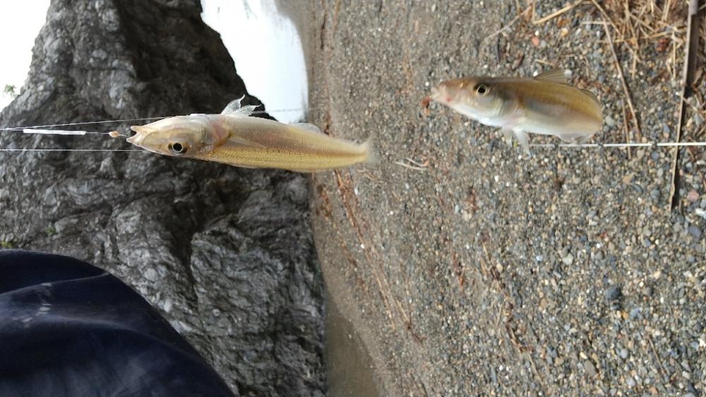 キス釣り〜連投
