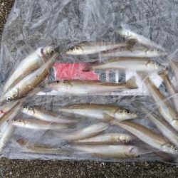 苅屋海岸のキス釣り